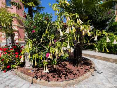 ...piante mediterranee, una datura...
